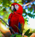 Lapa Roja